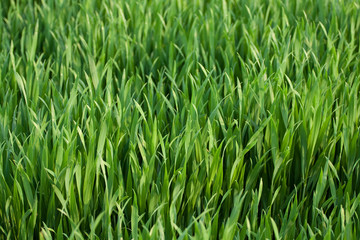 campo di frumento - particolare