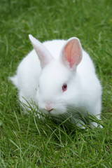 white rabbit
