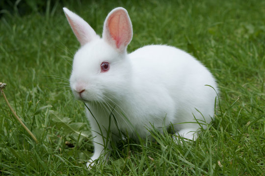 cute white rabbit