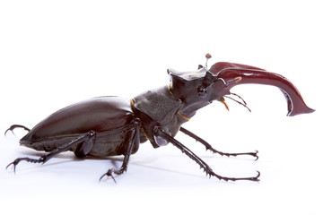 Stag beetle on the white background