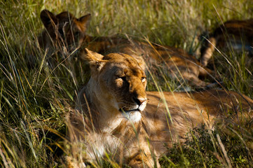 Resting Lioness