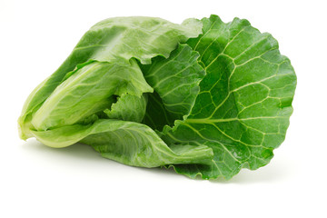 Fototapeta premium Cabbage shoot