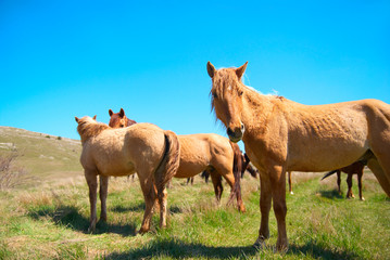 Herd of horses