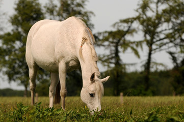 Obraz premium Schimmel am grasen