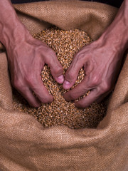 wheat man strong hands