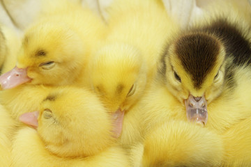 Group of yellow and black ducklings sleeping