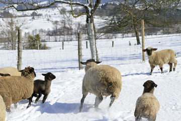 Schafherde läuft im Winter über die Weide