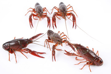 five crawfish