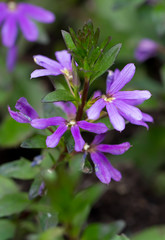 Blaue Fächerblume (lat. Scaevola aemula)