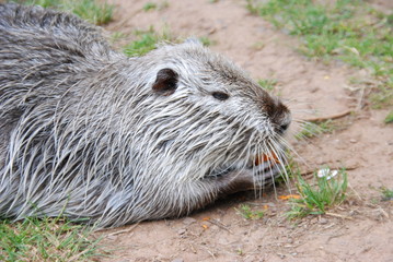 Nutria Nahaufnahme