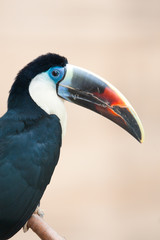 Red billed toucan