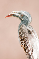 African grey hornbill