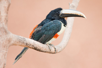 Black necked aracari