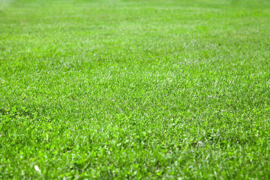 beautiful green grass with shallow depth of field