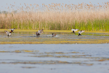 Common Pochard