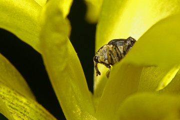 Weisspunktiger Schwertlilienrüssler