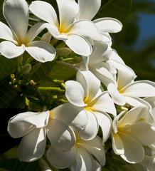 white Frangipani flowers