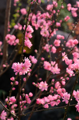 Peach flowers