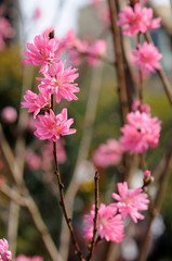 Peach flowers