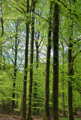 Forêt au printemps