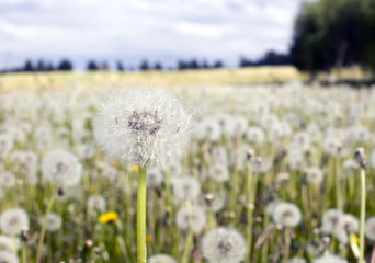 Field of dandelions