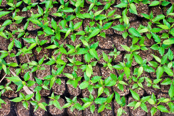 green seedling