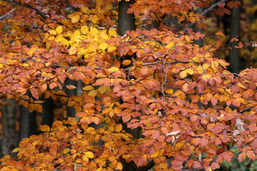 Herbstlicher Buchenwald