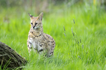 Serval (Leptailurus serval) debout dans l'herbe