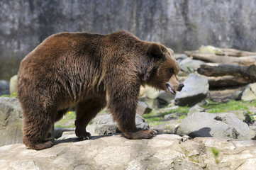 Ours brun (Ursus arctos) de profil debout sur des rochers