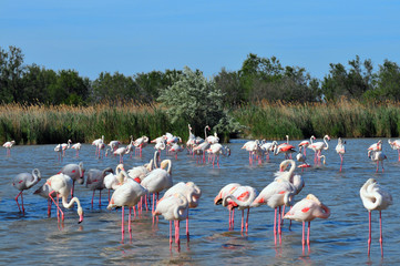 Flamingos (Phoenicopteriformes) in der Camargue