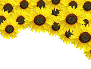 Naklejka premium beautiful yellow Sunflower petals closeup