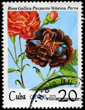 CUBA - CIRCA 1979 Purple Rose