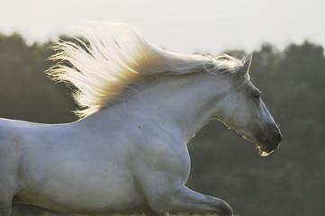 Naklejka na ściany i meble biały koń galop bieg słońca