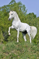 Fototapeta na wymiar Biały Koń na wzgórzu