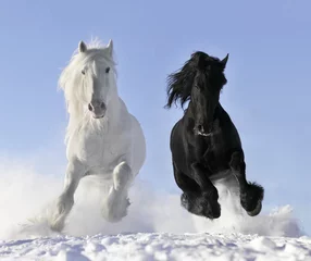 Crédence de cuisine en verre imprimé Léquitation white and black horse