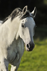 Obraz na płótnie Canvas biały koń pokojowe blue eyes