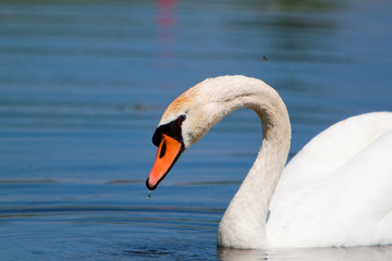 Fototapeta premium A beautiful mute swan in a pond