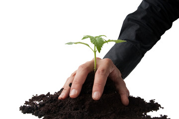 business hand grasping a young plant