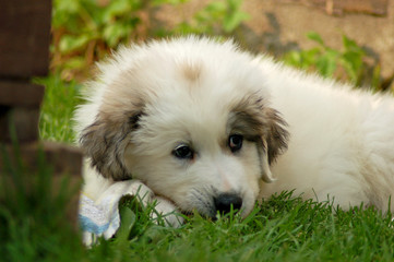 Junger Pyren&auml;enberghund