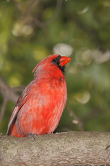 profile of a male cardina