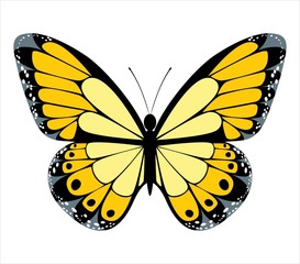 yellow butterfly