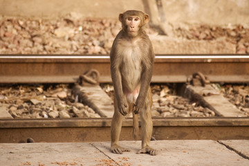 Fototapeta na wymiar Monkey on the railway tracks