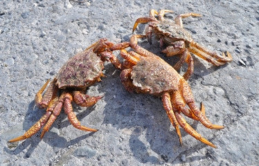 Kamchatkas king crabs
