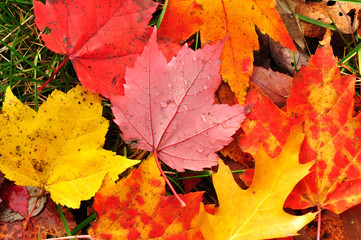 Close-up of a Colorful Maple Leaves