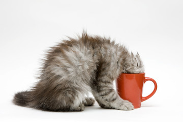 Young cat plays with a cup