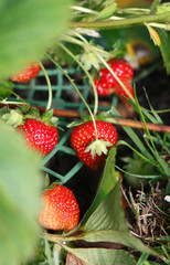 Red mature strawberry on branch