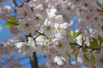 Fototapeta na wymiar Cherry blossoms bloom in Fall