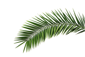 Leaves of palm tree isolated on white background .