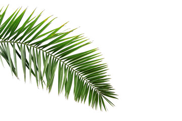 Leaves of palm tree isolated on white background .