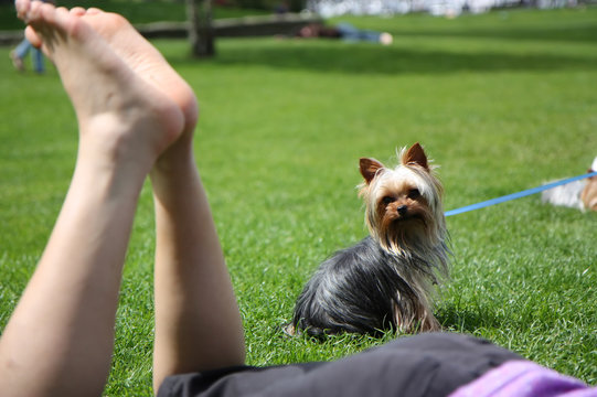 A dog watches a woman on the grass